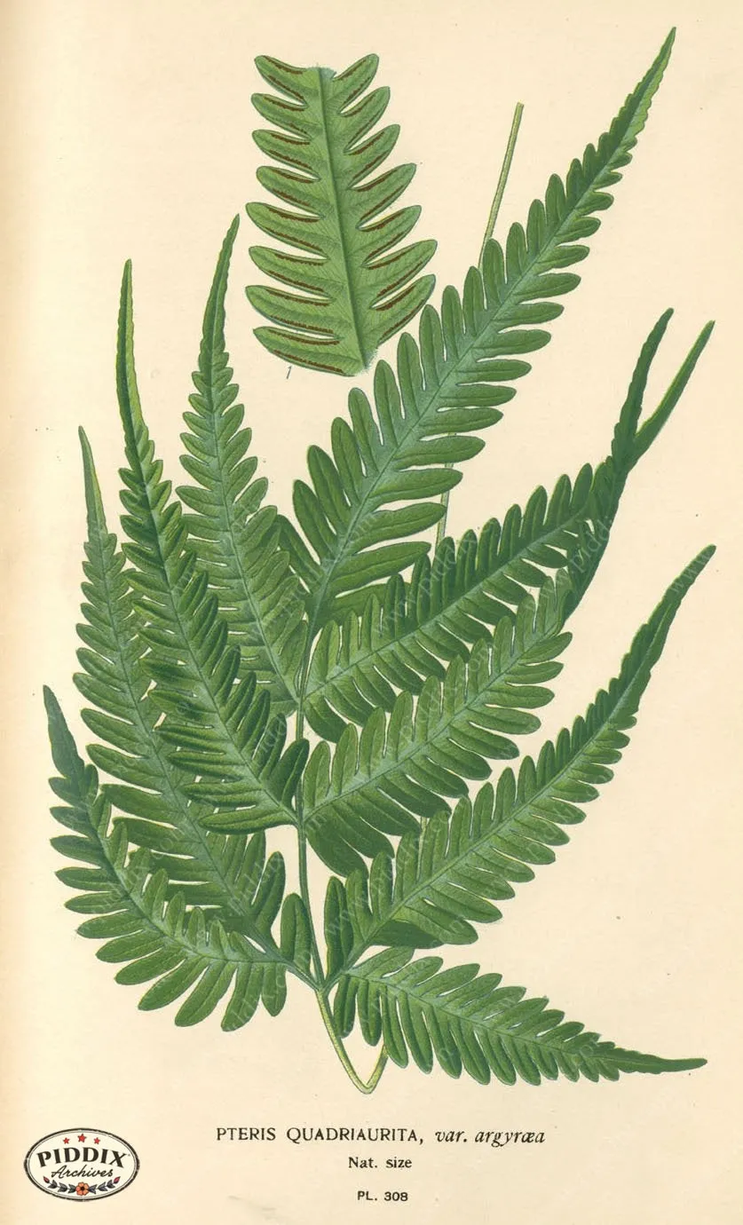 PDXC5791 -- Plants & Leaves