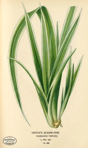 PDXC5792 -- Plants & Leaves