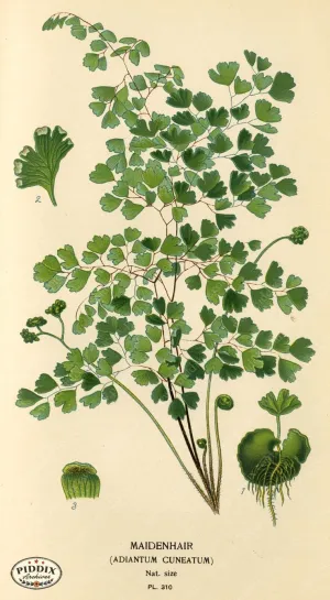 PDXC5793 -- Plants & Leaves