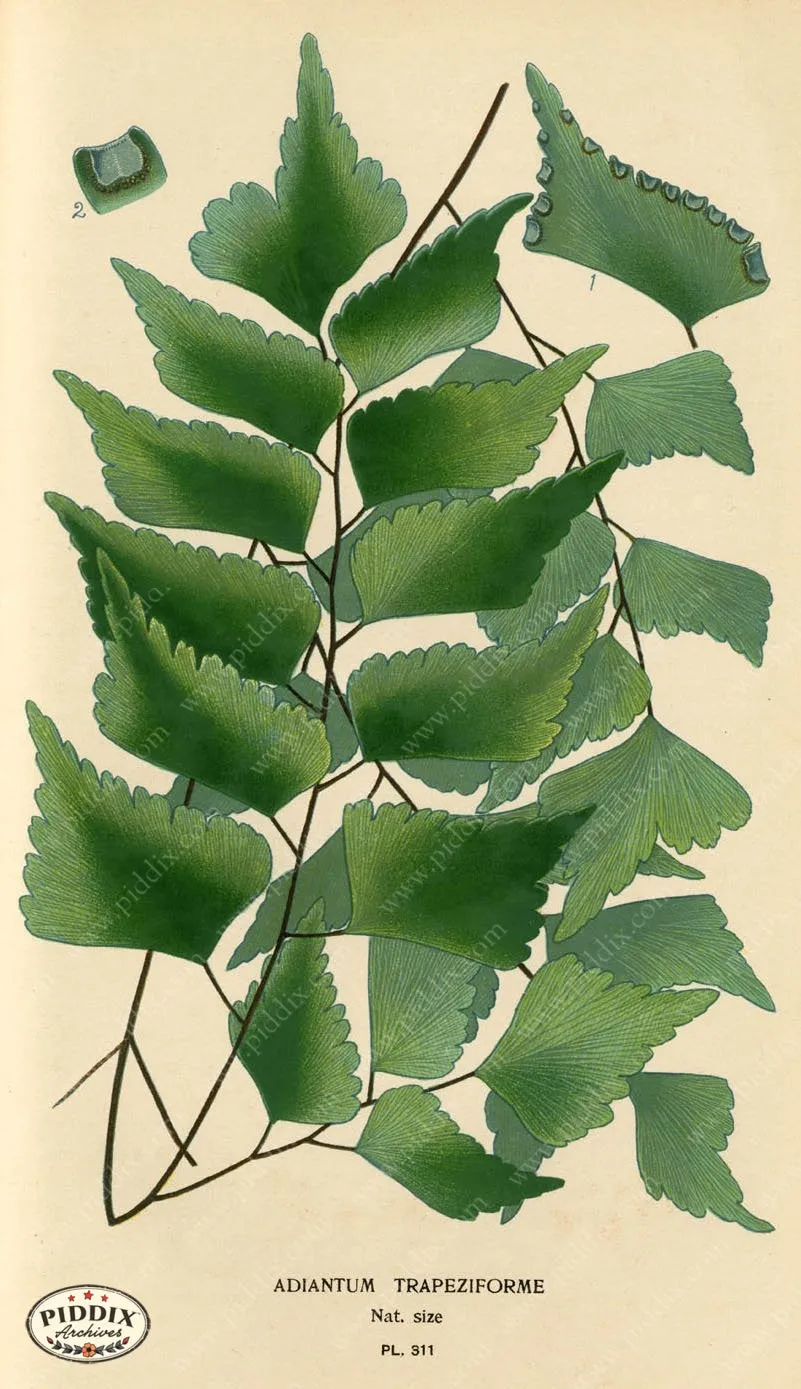 PDXC5794 -- Plants & Leaves