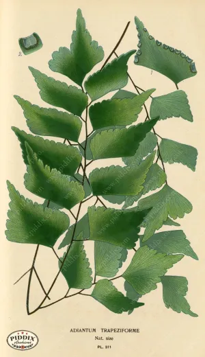 PDXC5794 -- Plants & Leaves