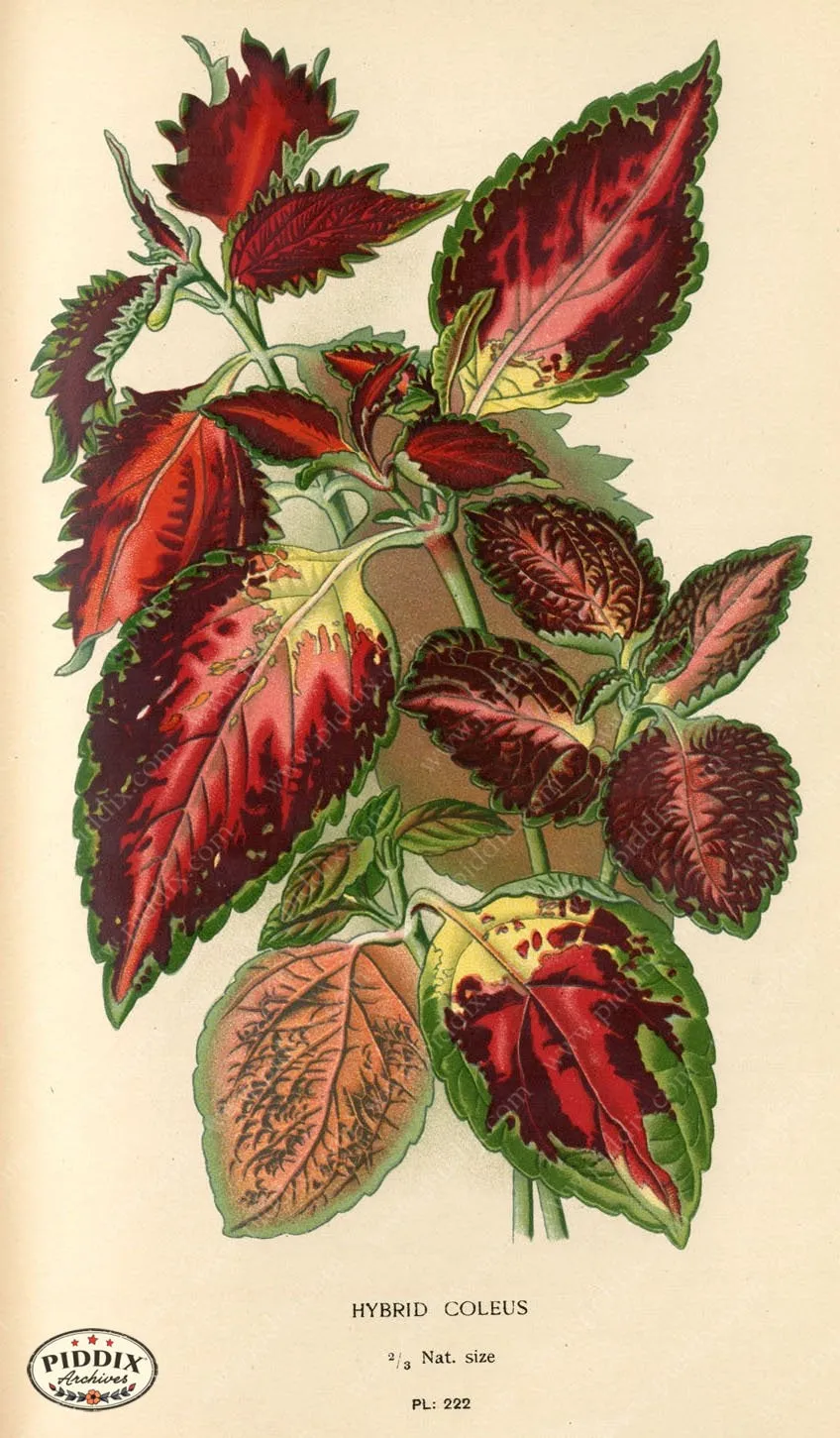 PDXC5795 -- Plants & Leaves