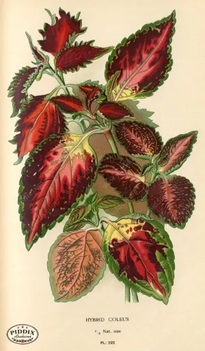 PDXC5795 -- Plants & Leaves
