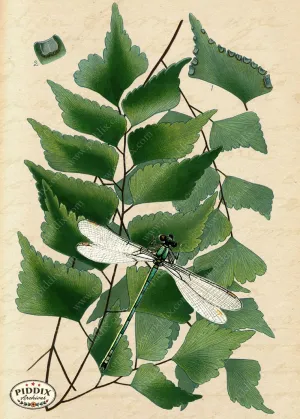 PDXC5951a -- Plants & Leaves
