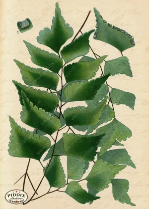 PDXC5951b -- Plants & Leaves