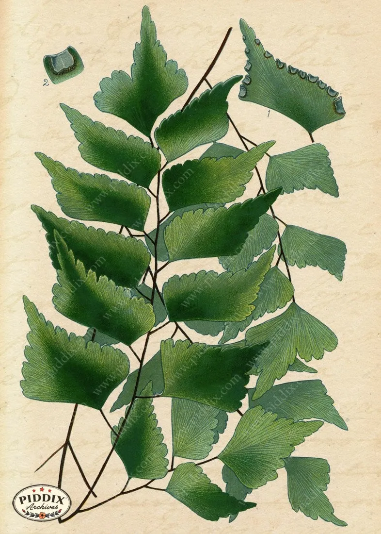 PDXC5951b -- Plants & Leaves