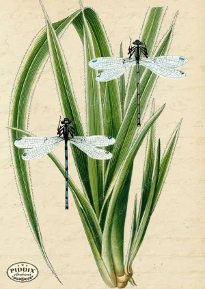 PDXC5952 -- Plants & Leaves