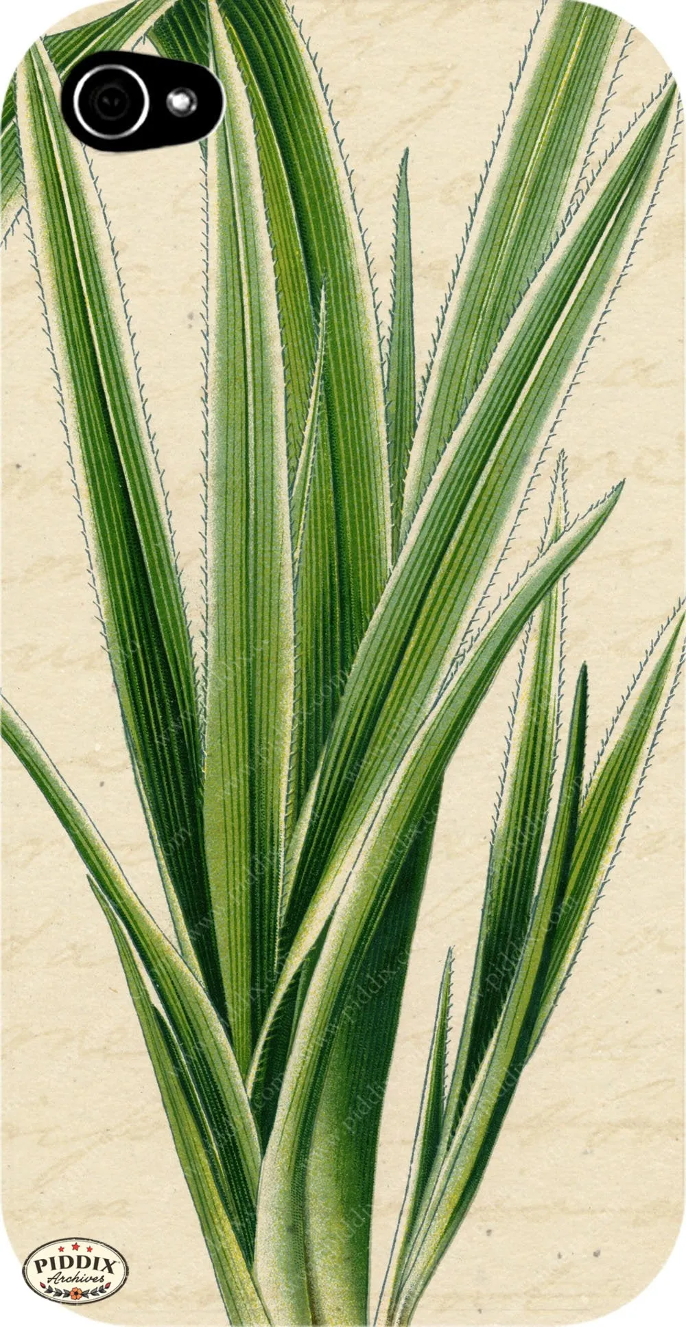 PDXC5952 -- Plants & Leaves