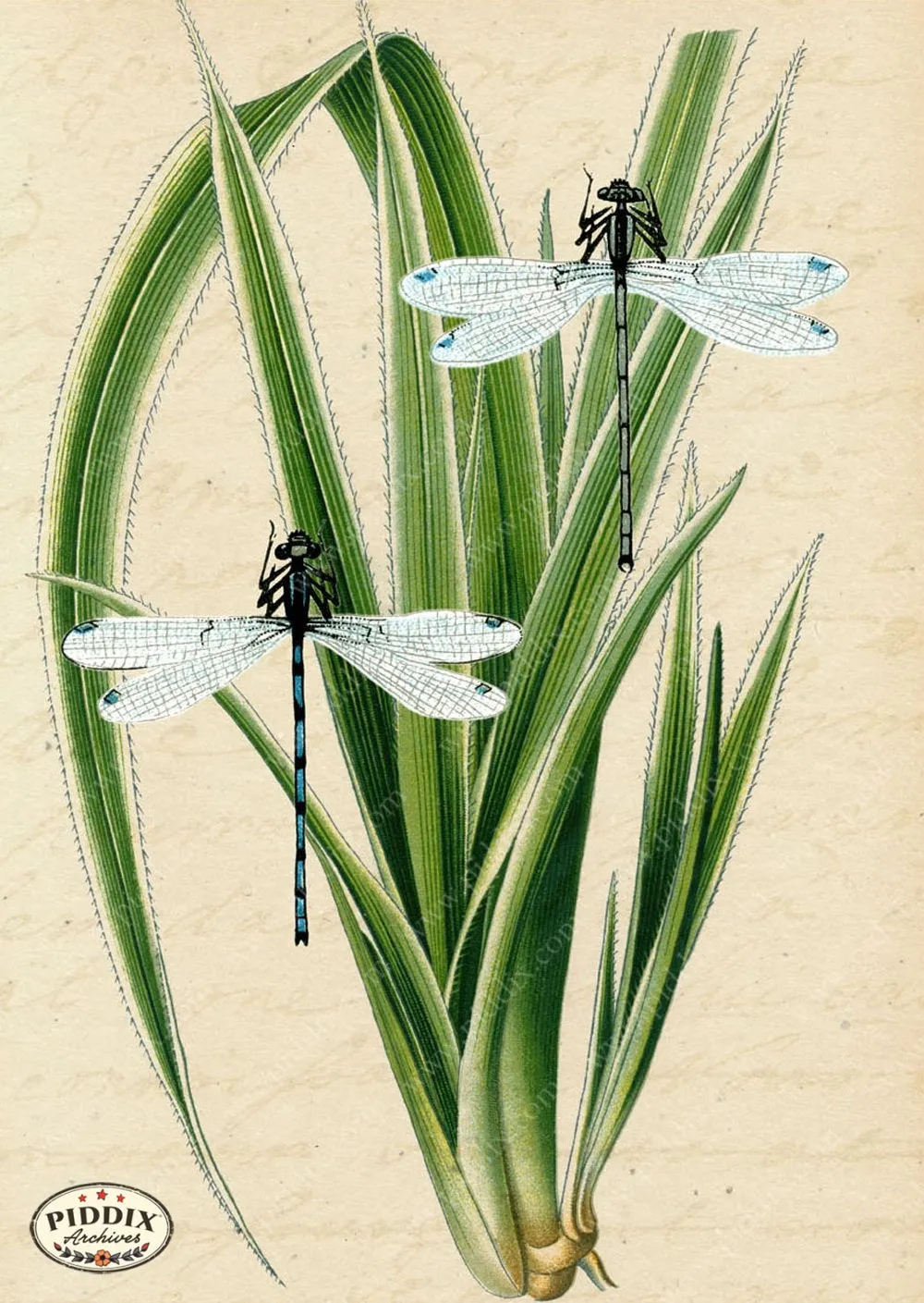 PDXC5952 -- Plants & Leaves