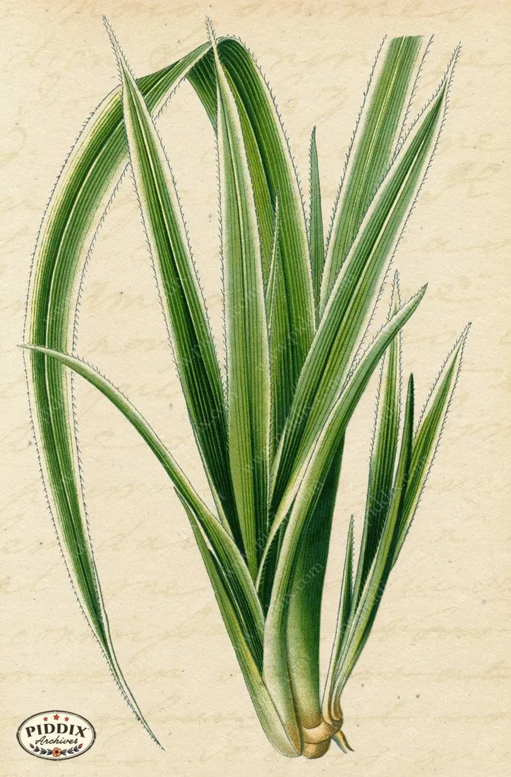 PDXC5952b -- Plants & Leaves