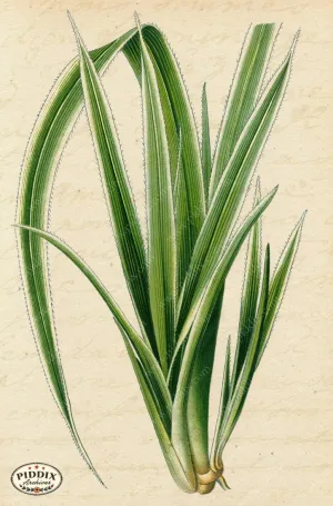 PDXC5952b -- Plants & Leaves