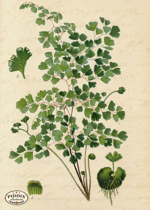 PDXC5953b -- Plants & Leaves