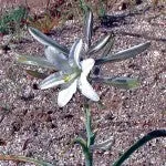 Range of Light - Desert Lily - .25 fl oz