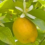 Range of Light - Lemon - .25 fl oz