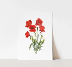 Red Poppies Flower Art Print