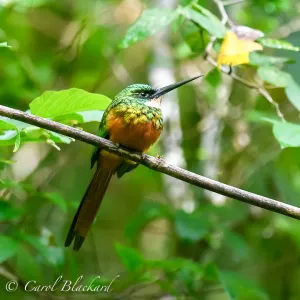 Rufous-tailed Jacamar male 2