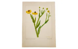 Sneezeweed Botanical Watercolor R.H. Greeley