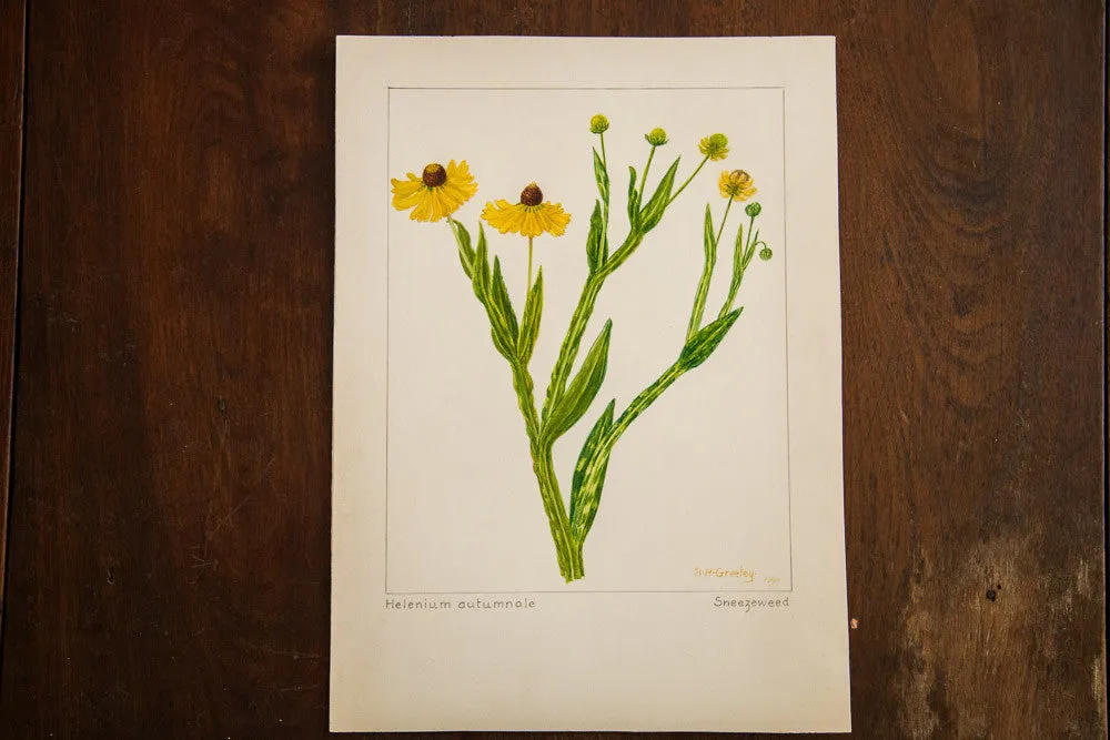 Sneezeweed Botanical Watercolor R.H. Greeley
