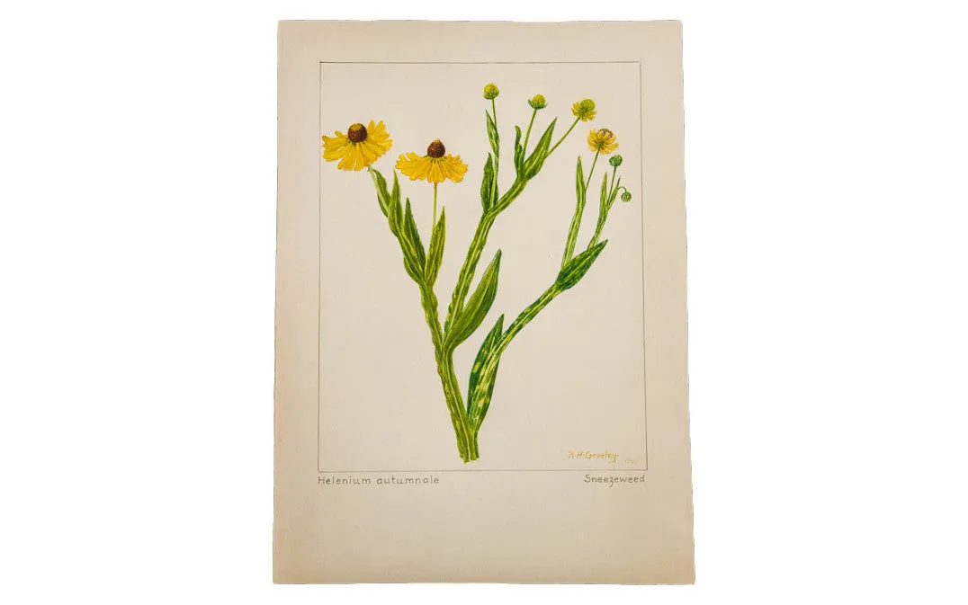 Sneezeweed Botanical Watercolor R.H. Greeley