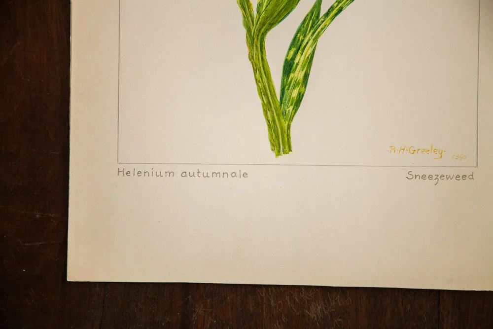 Sneezeweed Botanical Watercolor R.H. Greeley