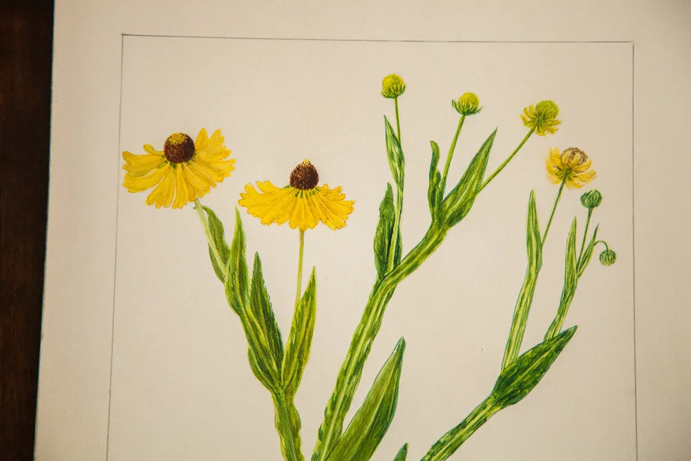 Sneezeweed Botanical Watercolor R.H. Greeley