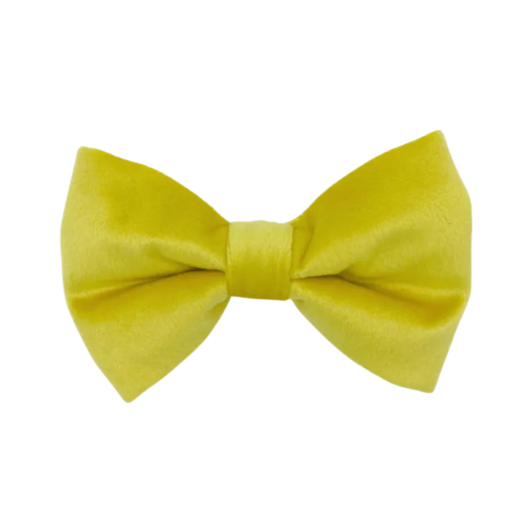 Sunshine Velvet - Dog Bowtie