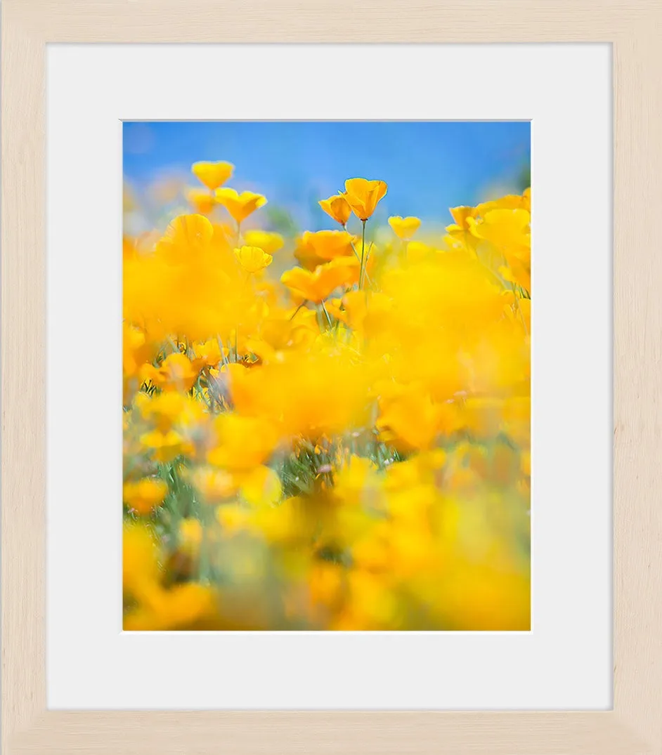 SUPERBLOOM