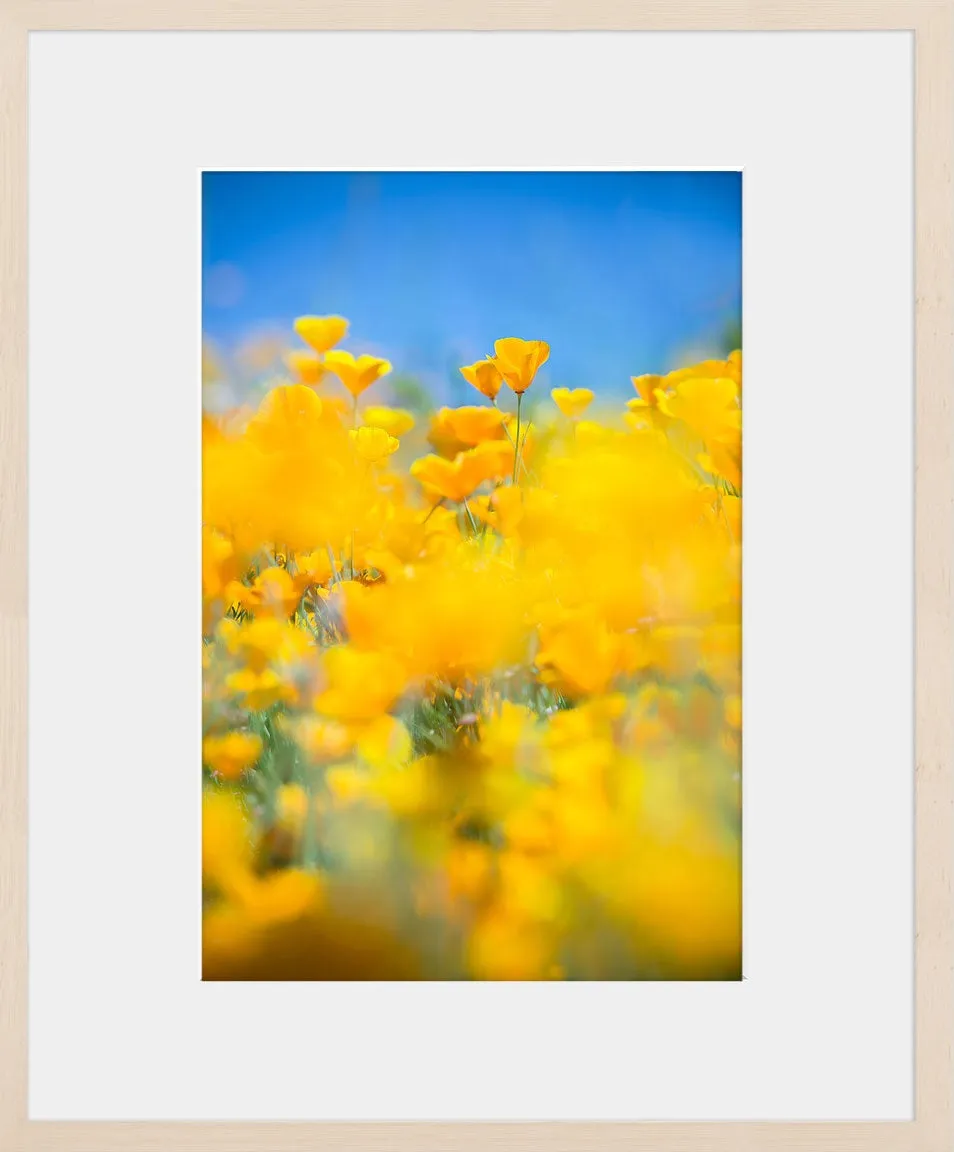 SUPERBLOOM