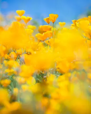 SUPERBLOOM