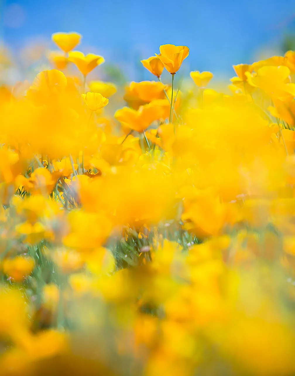 SUPERBLOOM