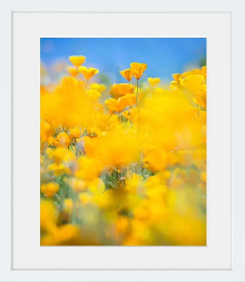 SUPERBLOOM