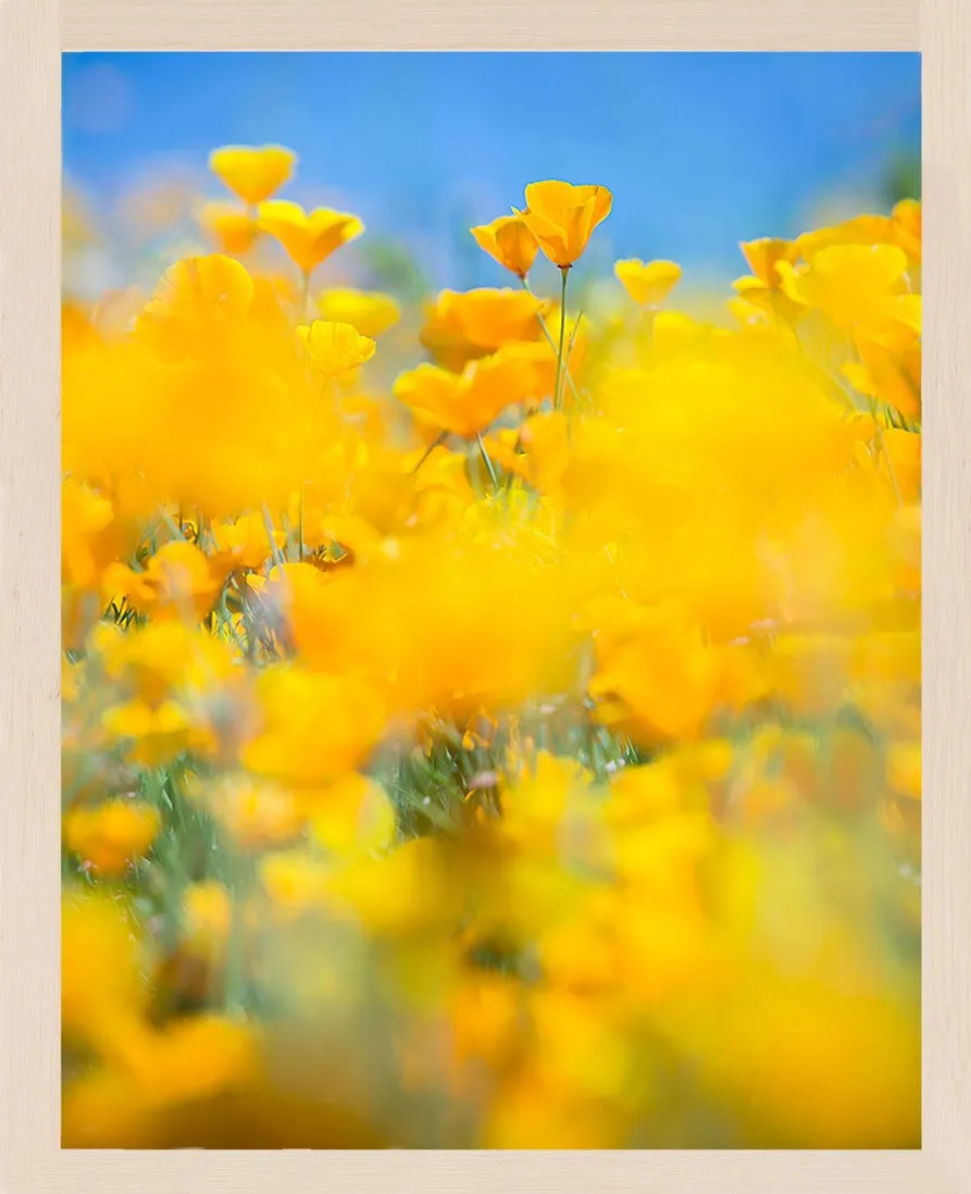 SUPERBLOOM