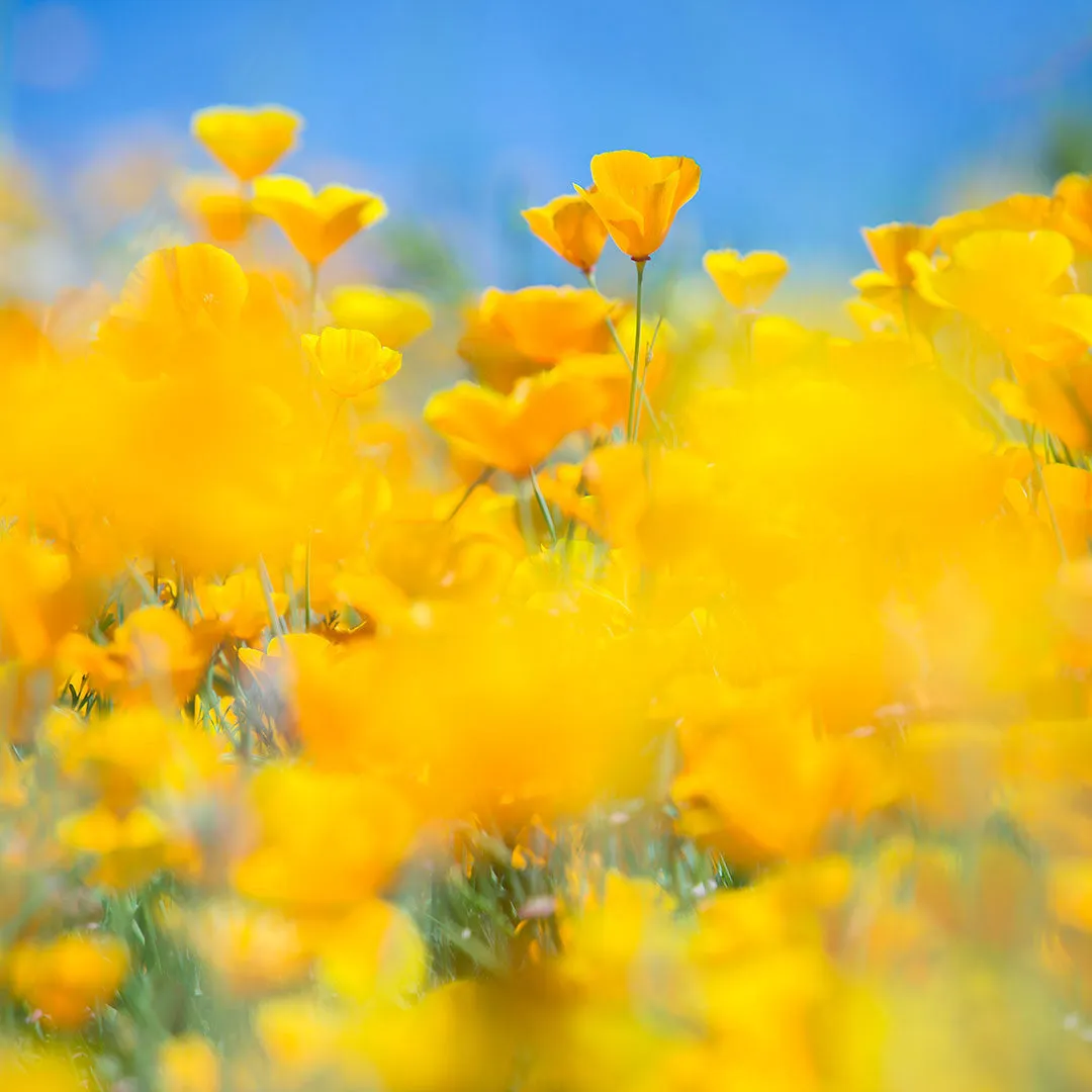 SUPERBLOOM