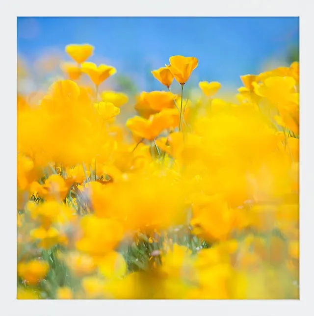 SUPERBLOOM