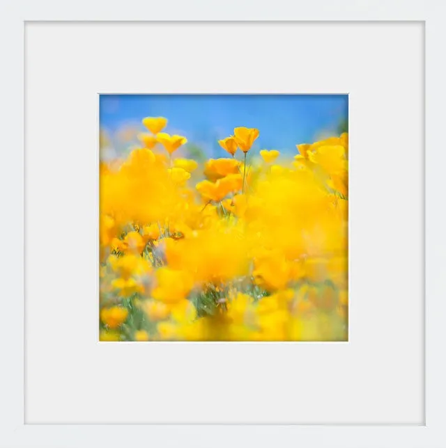 SUPERBLOOM