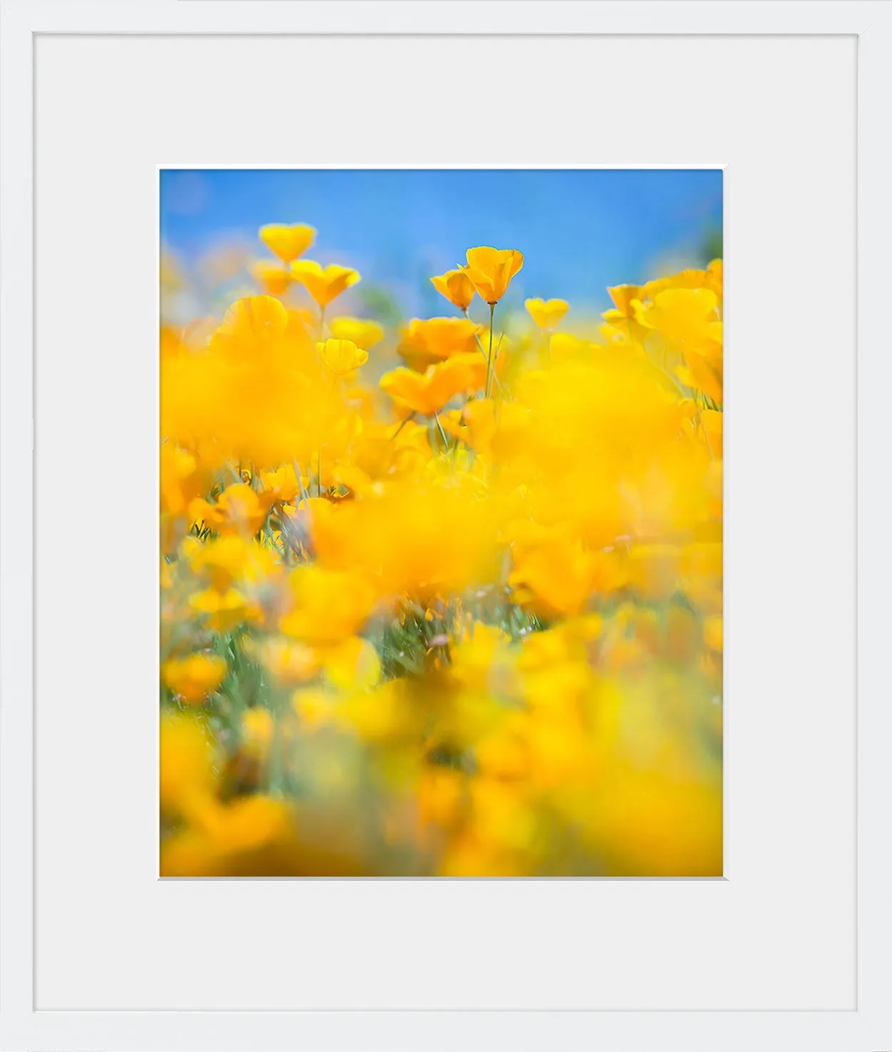 SUPERBLOOM