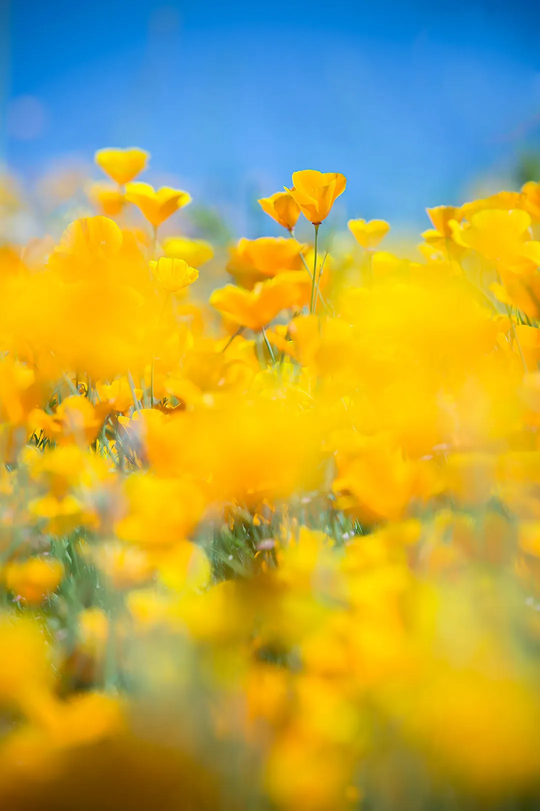 SUPERBLOOM