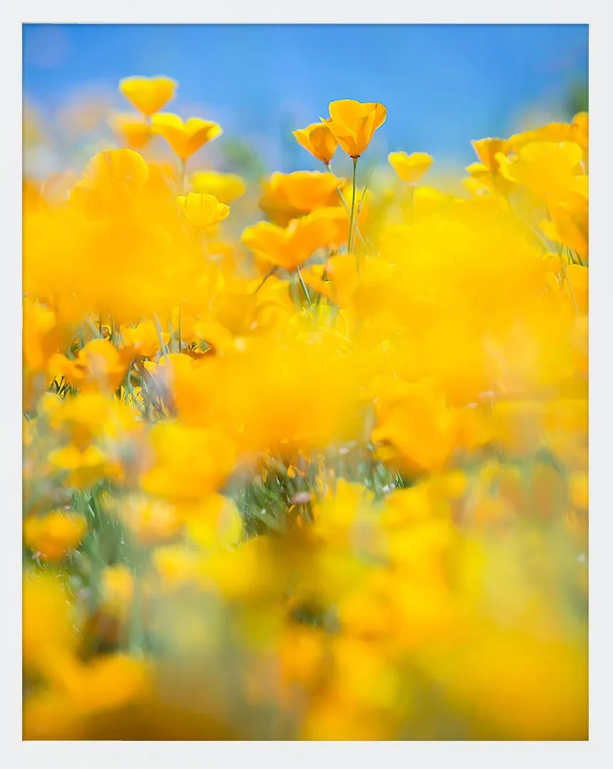 SUPERBLOOM