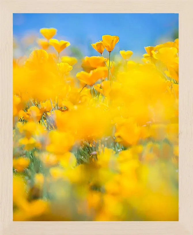 SUPERBLOOM