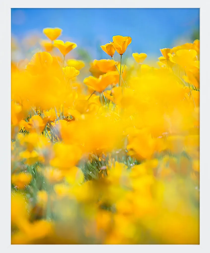 SUPERBLOOM