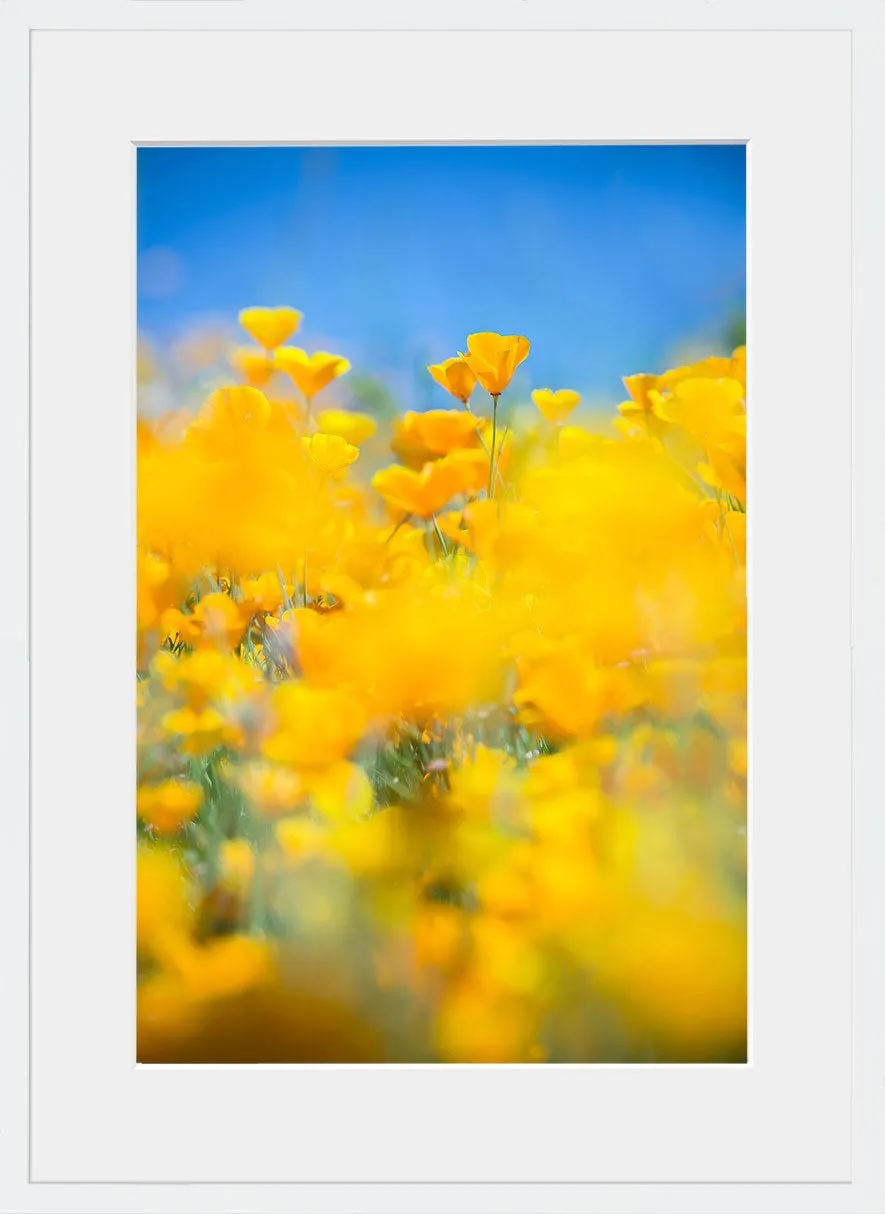 SUPERBLOOM