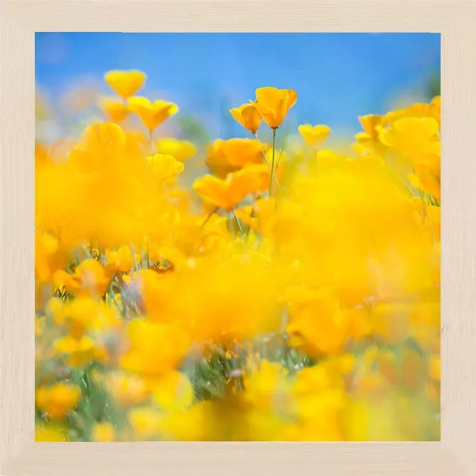 SUPERBLOOM