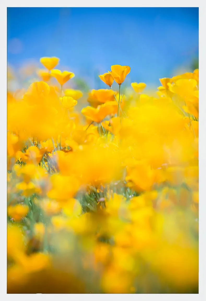 SUPERBLOOM