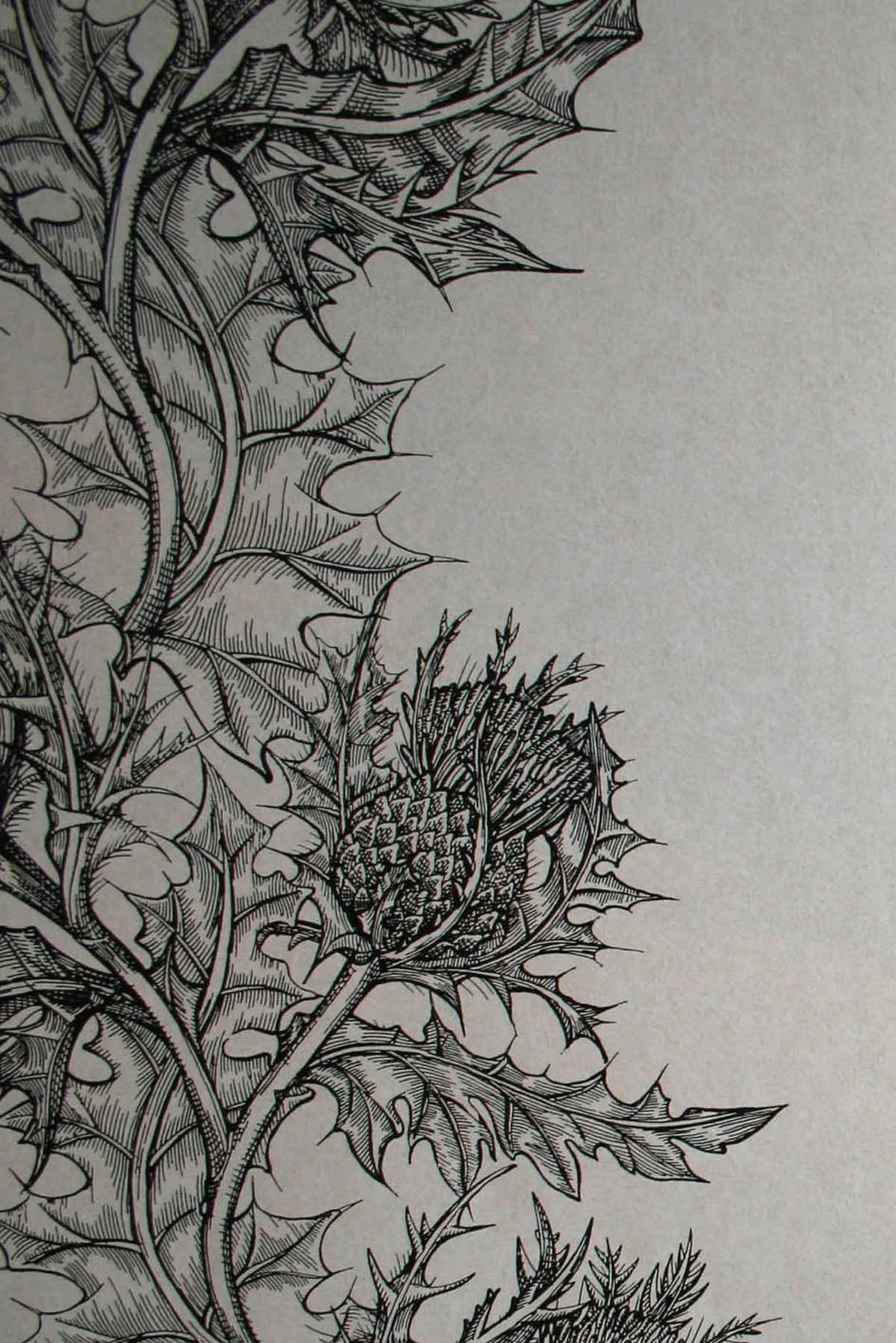 superwide thistle  wallpaper