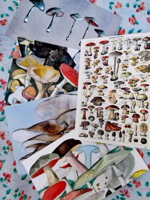 Toadstools and mushrooms botanical card set