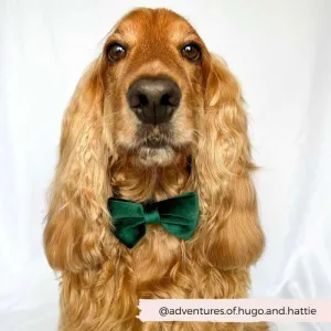 Velvet Dog Bow Tie - Forest Green