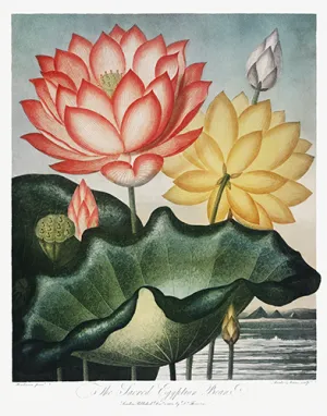 Vintage Lotus Flower Botanical Drawing