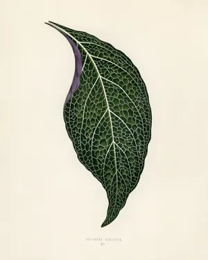 Vintage Nerve Plant Botanical Drawing